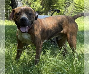 Mutt Dogs for adoption in Wetumpka, AL, USA