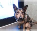 Small German Shepherd Dog Mix
