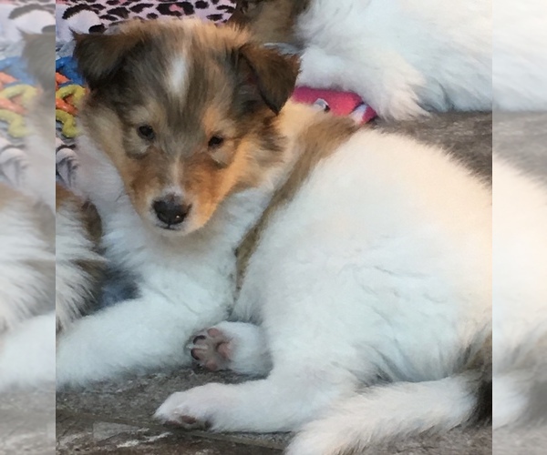 Medium Photo #10 Collie Puppy For Sale in BRANCH, MN, USA