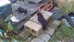 Small Photo #2 Rottweiler Puppy For Sale in ADEL, IN, USA