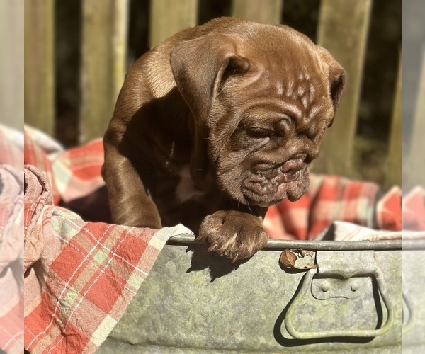 Medium Photo #5 Bulldog Puppy For Sale in FORT WHITE, FL, USA