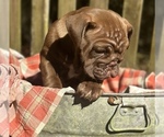 Small Photo #5 Bulldog Puppy For Sale in FORT WHITE, FL, USA