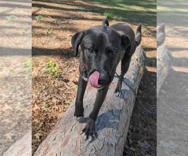 Medium Photo #3 Feist Terrier-Labrador Retriever Mix Puppy For Sale in Anniston, AL, USA