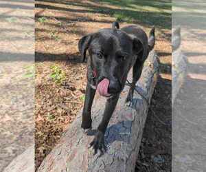 Leonardo - Male Feist Terrier-Labrador Retriever Mix Dog for Adoption - Photo #3