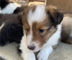 Puppy Puppy 4 Shetland Sheepdog