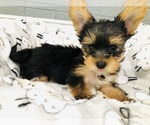 Small Photo #3 Yorkshire Terrier Puppy For Sale in NASHVILLE, TN, USA