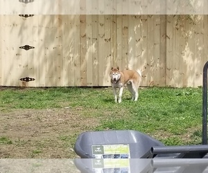 Father of the Siberian Husky puppies born on 07/17/2019