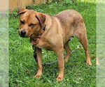 Small #1 Labrador Retriever Mix