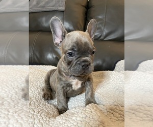 French Bulldog Puppy for sale in SACRAMENTO, CA, USA