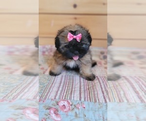 Shih Tzu Puppy for sale in MANES, MO, USA