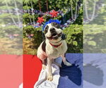 Small #31 American Pit Bull Terrier