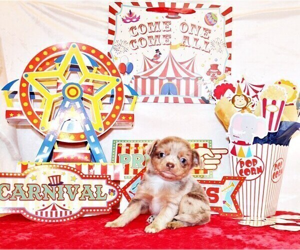 Medium Photo #98 Chihuahua Puppy For Sale in CHARLESTON, AR, USA