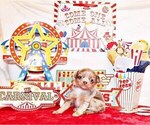 Small Photo #98 Chihuahua Puppy For Sale in CHARLESTON, AR, USA