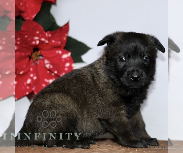 Medium Photo #3 Belgian Malinois Puppy For Sale in STRASBURG, PA, USA