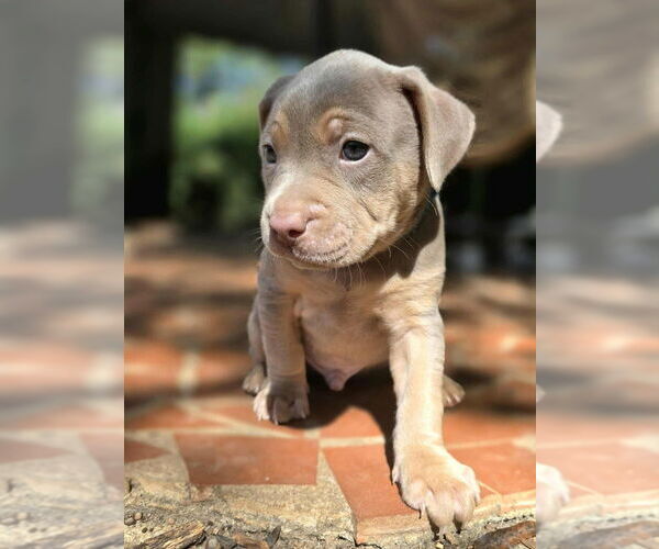Medium Photo #2 American French Bull Terrier Puppy For Sale in Raleigh, NC, USA