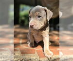 Small #1 American French Bull Terrier