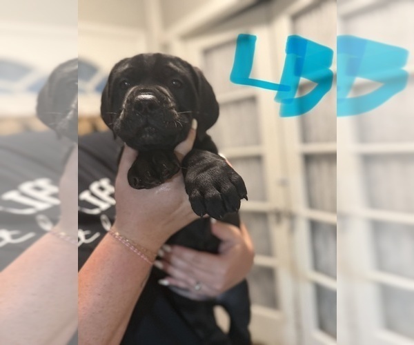 Medium Photo #4 Cane Corso Puppy For Sale in HIGHLAND HEIGHTS, OH, USA