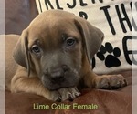 Puppy Lime Collar F Cane Corso