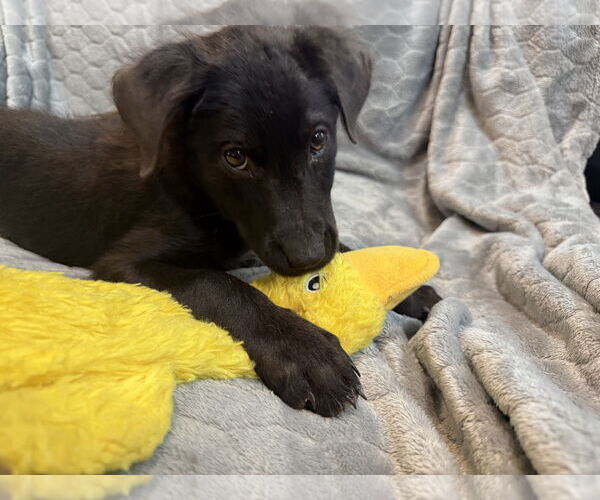 Medium Photo #5 Labrador Retriever-Unknown Mix Puppy For Sale in The Woodlands, TX, USA