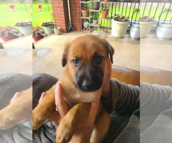 Medium Photo #2 Mutt Puppy For Sale in Stevens Point, WI, USA