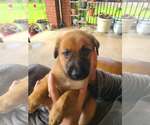 Small #1 Mutt