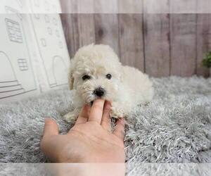 Maltipoo-Unknown Mix Puppy for sale in FULLERTON, CA, USA