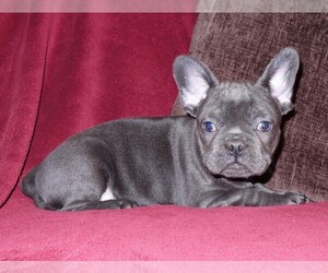 French Bulldog Puppy for sale in CLYDE, NY, USA