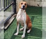 Small #6 Boxer Mix