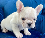 Small #5 French Bulldog