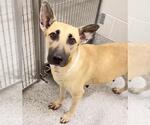 A662982 - Female German Shepherd Dog-Unknown Mix Dog for Adoption - Small photo