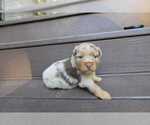 Small Photo #67 Miniature Australian Shepherd Puppy For Sale in DAWSON, GA, USA