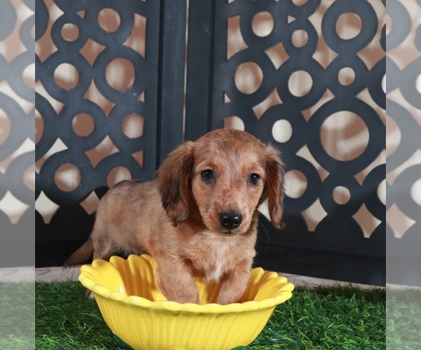 Medium Photo #4 Dachshund Puppy For Sale in MOUNT VERNON, OH, USA