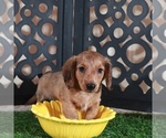Small #3 Dachshund