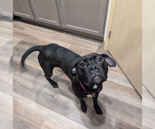 Medium Photo #6 American Pit Bull Terrier-Unknown Mix Puppy For Sale in Fargo, ND, USA