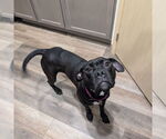 Small #5 American Pit Bull Terrier Mix