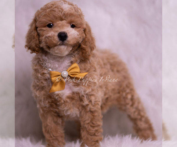 Medium Photo #38 Poodle (Miniature) Puppy For Sale in WARSAW, IN, USA