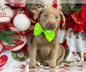 Labrador Retriever Puppy for sale in LANCASTER, PA, USA