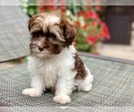 Small Photo #4 Havanese Puppy For Sale in HOUSTON, TX, USA