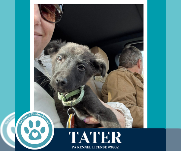 Medium Photo #3 Labrador Retriever-Unknown Mix Puppy For Sale in Kimberton, PA, USA