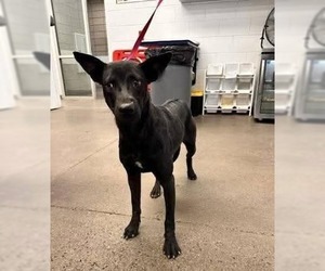Mutt Dogs for adoption in Chandler, AZ, USA