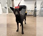 Small Mutt