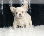 Small #8 French Bulldog