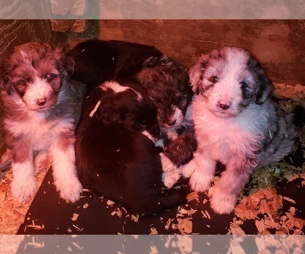 Medium Photo #3 Aussiedoodle Puppy For Sale in DERBY, IA, USA