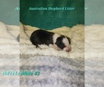 Small Photo #5 Australian Shepherd Puppy For Sale in CROCKER, MO, USA