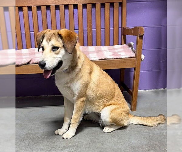 Medium Photo #1 Golden Retriever-Unknown Mix Puppy For Sale in Genesee, WI, USA