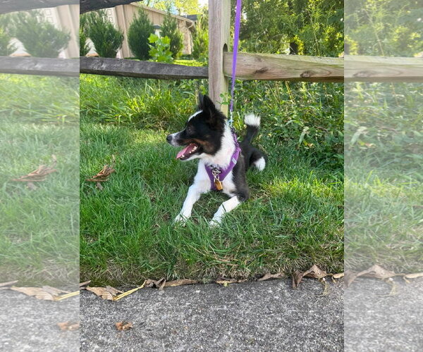 Medium Photo #2 Mutt Puppy For Sale in Germantown, OH, USA