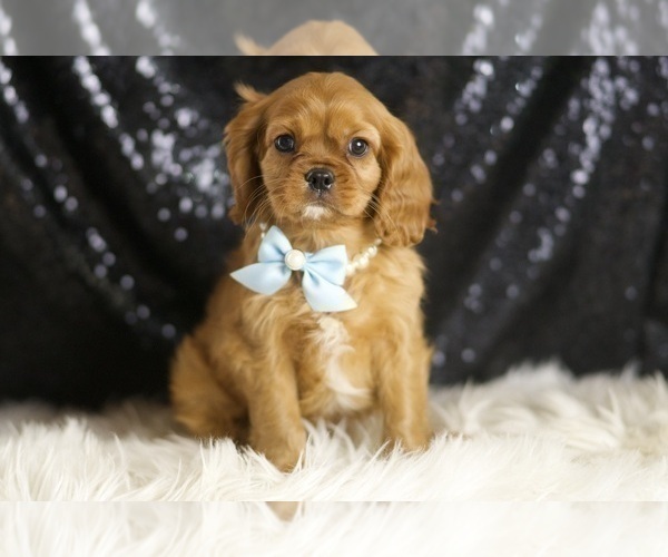 Medium Photo #1 Cavalier King Charles Spaniel Puppy For Sale in WARSAW, IN, USA