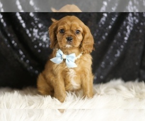 Medium Cavalier King Charles Spaniel