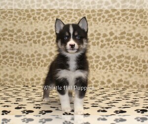 Pomsky Puppy for sale in DENVER, PA, USA