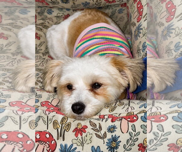 Medium Photo #6 Havanese-Unknown Mix Puppy For Sale in Germantown, OH, USA